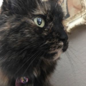 Meet your Posher, Deborah